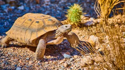 Turkmen Scientists Explore Nature’s Secrets of Longevity