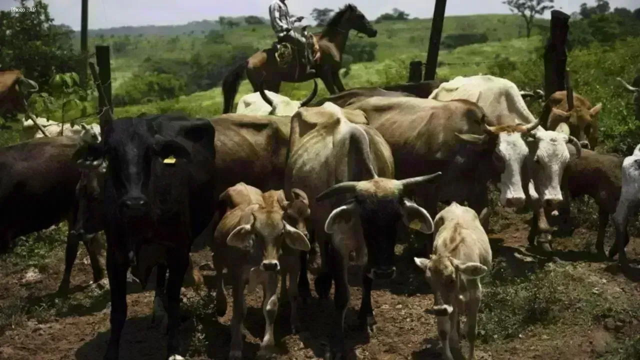 Canada Imposes Temporary Ban on Texas Livestock Due to Screwworm Threat