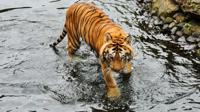 Malayan Tiger Sighting Confirmed Near Gua Musang Bridge