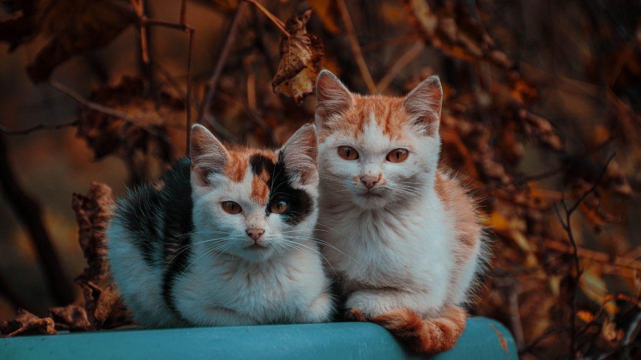 Jakarta Struggles as Stray Cat Population Reaches New Highs
