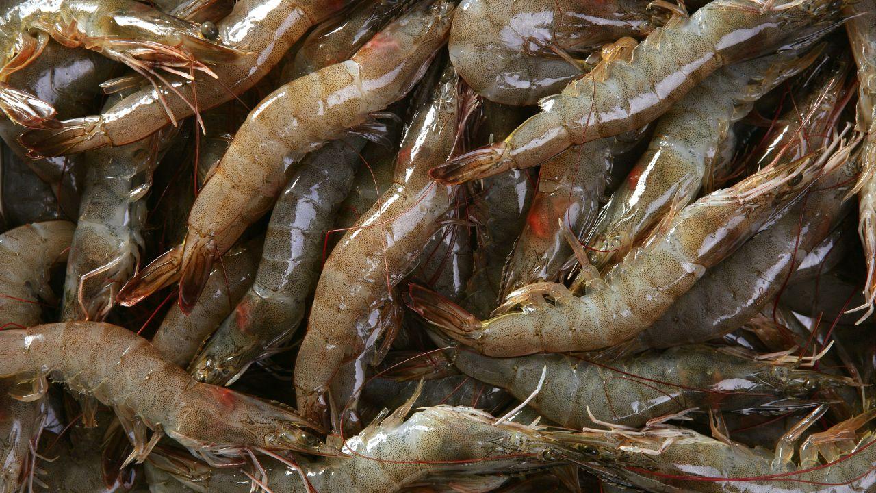 Malaysia, Thailand Hold Talks Over Shrimp Import Dispute