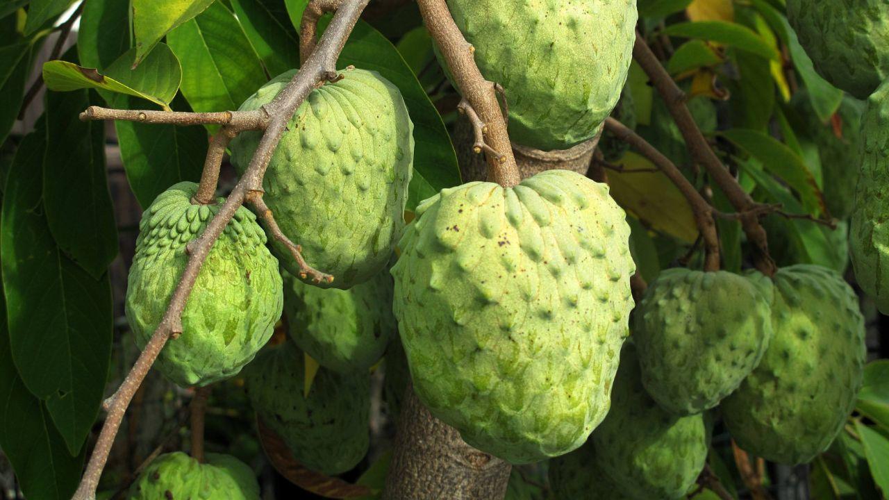 Taiwan Warns Farmers as China Expands Atemoya Imports