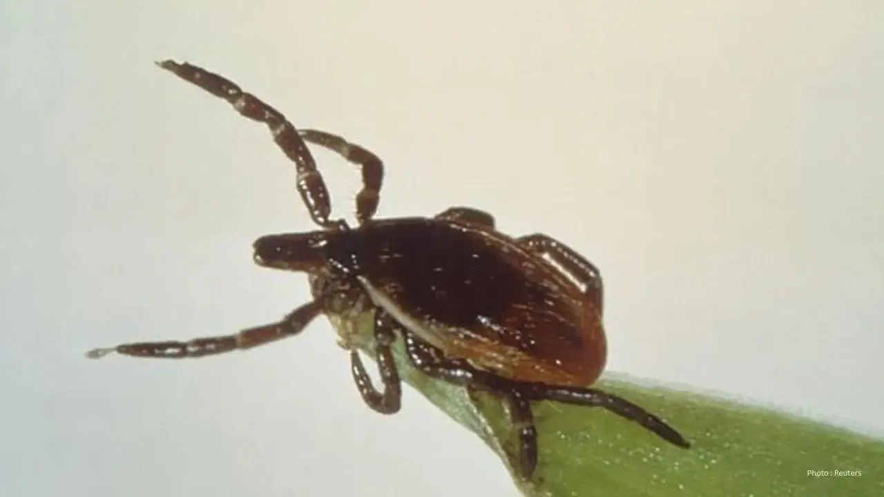 Surge in Lyme Disease Cases in Ontario: 33% Increase Reported