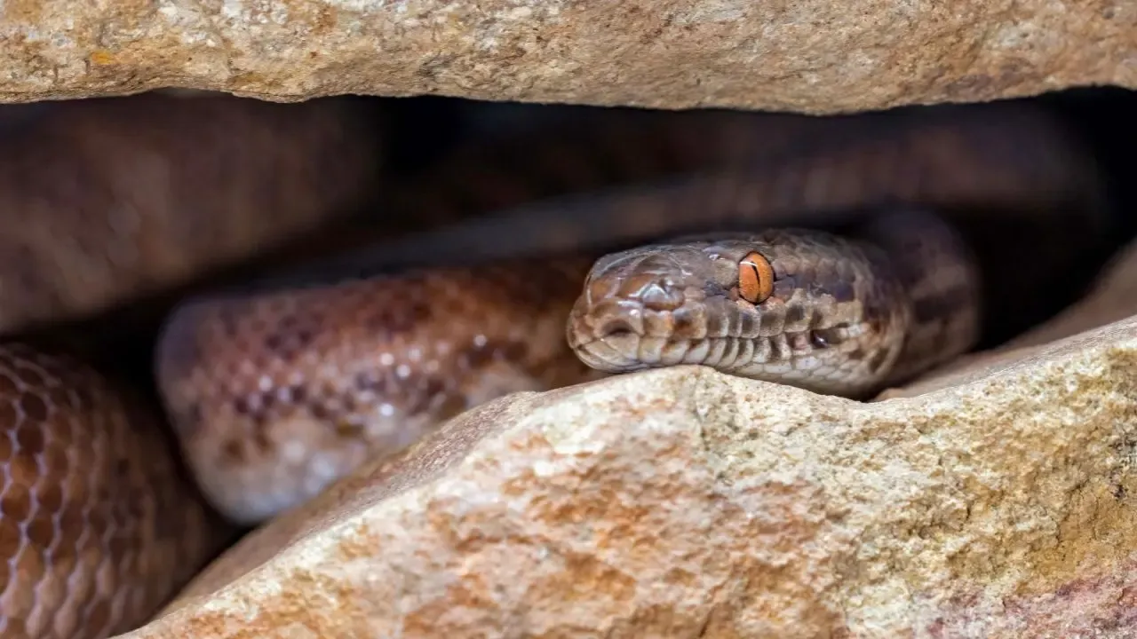 Massive Snake Gathering in Manitoba Attracts Global Interest
