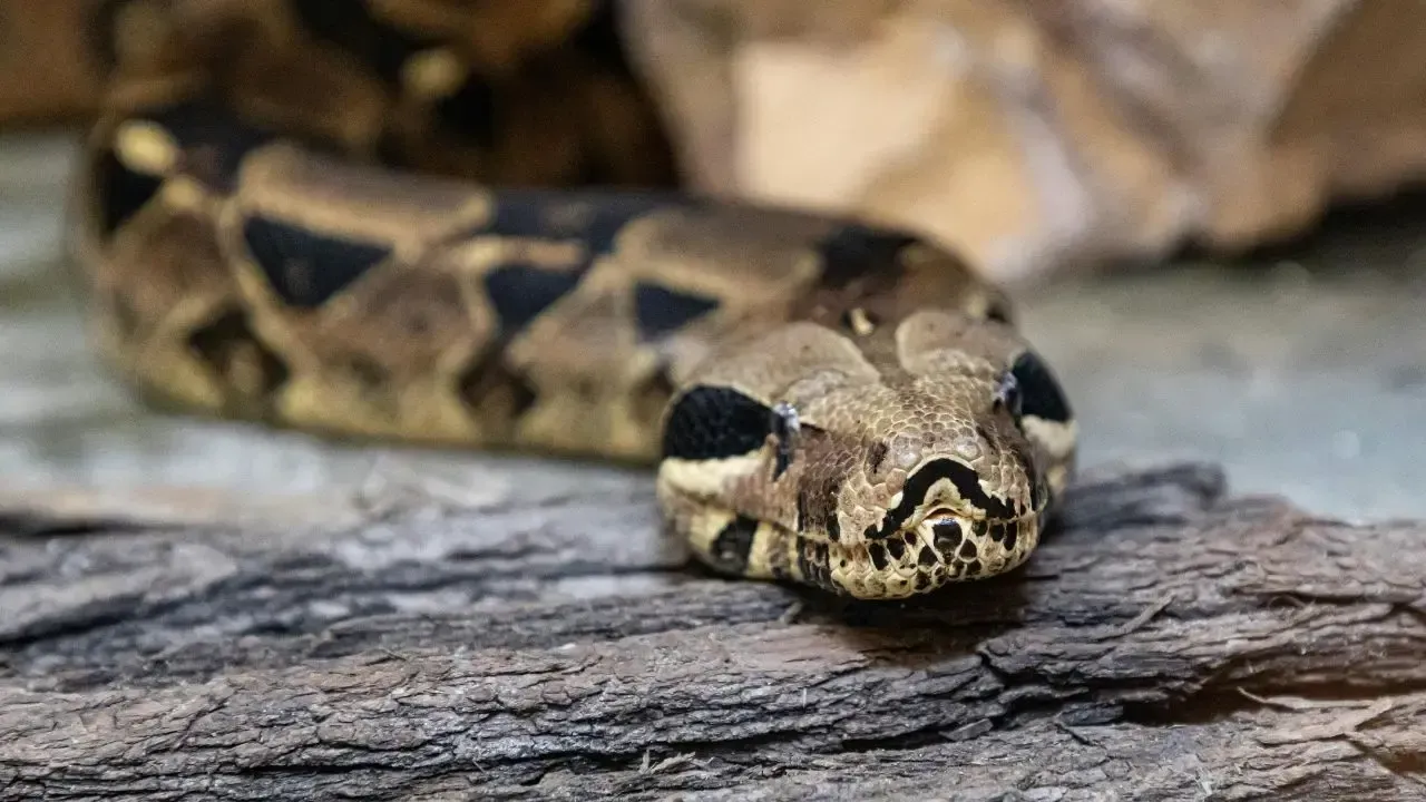 China Man Jailed Over Illegal Breeding of 300 Pythons