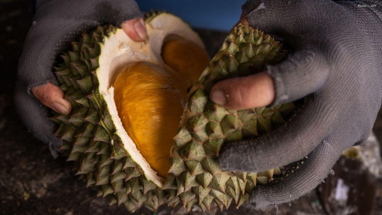 Malaysia Plans Land Route for Durian Exports to China