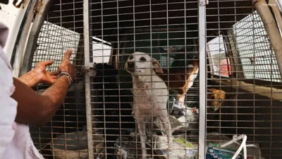 Radzi Jidin Urges Malaysia Government to Tackle Stray Dog Problem