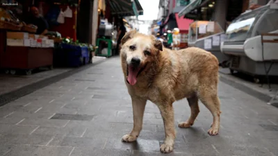 Suhakam Urges Authorities to Map Stray Dog Hotspots to Protect Children