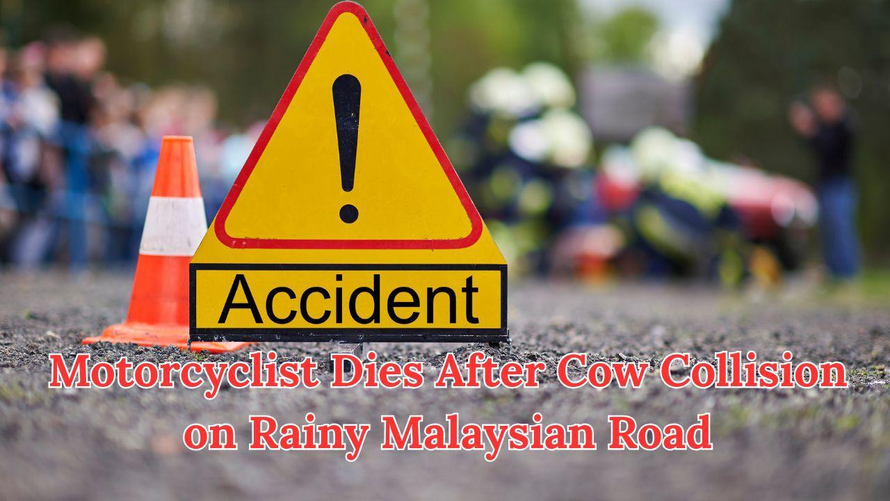 Motorcyclist Dies After Cow Collision on Rainy Malaysian Road
